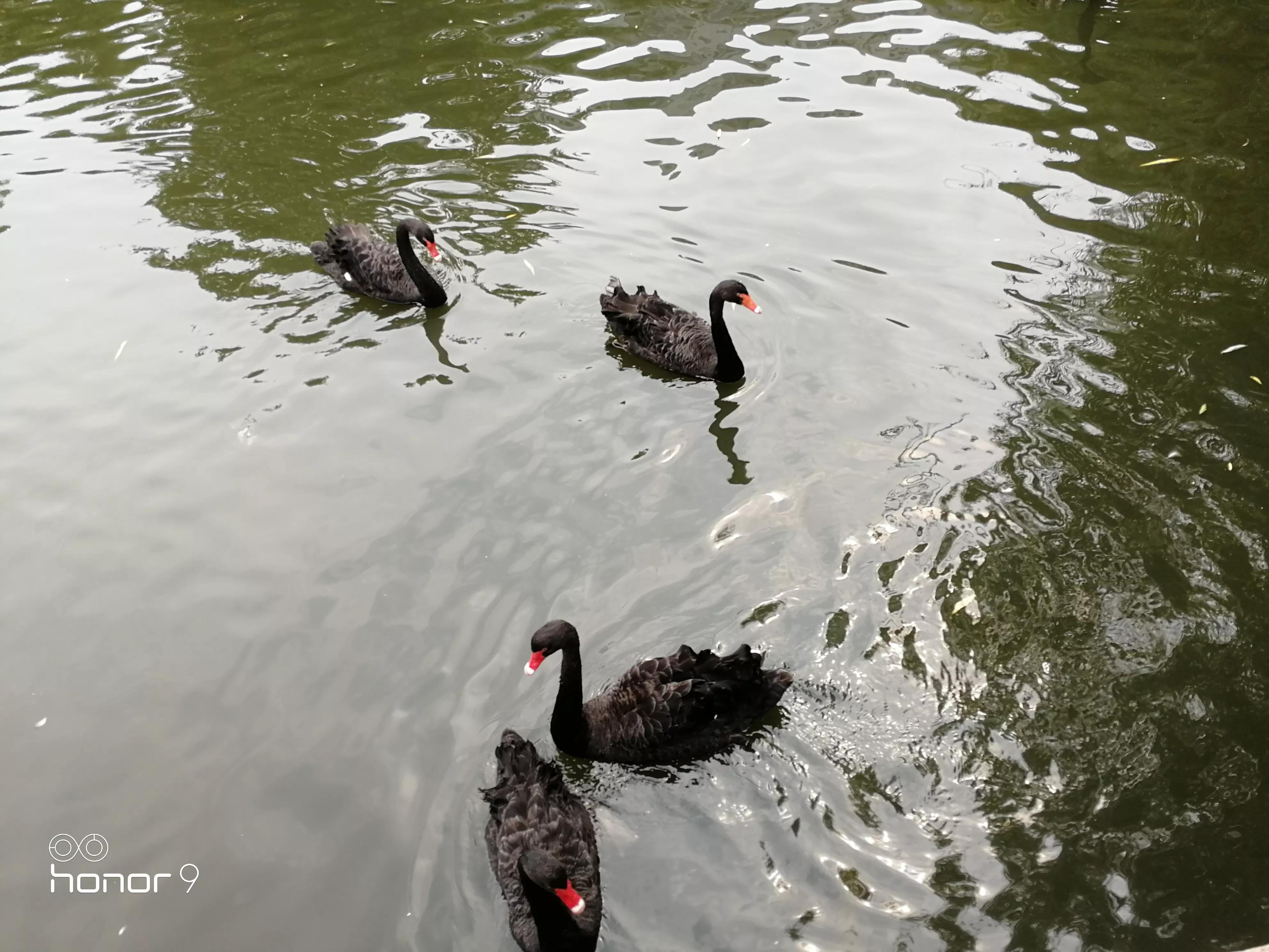 黑天鹅事件什么意思彩票和股票黑天鹅事件详解