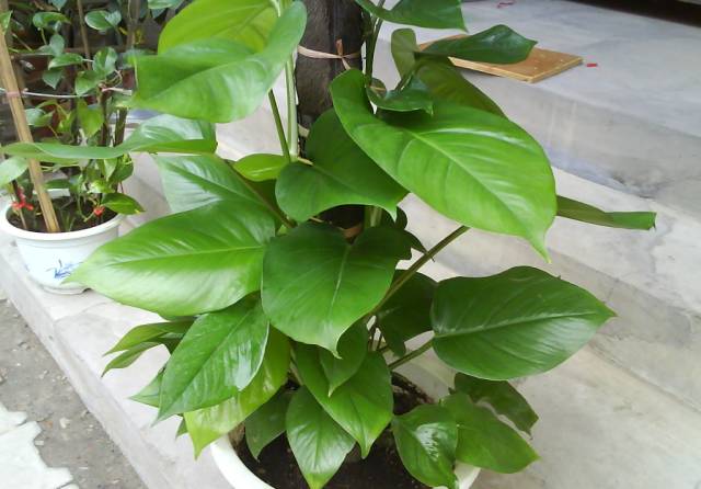 7种冬季适合室内的常绿植物,耐寒绿植推荐