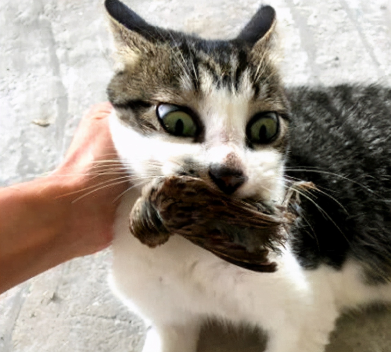 野猫吃什么食物（这10样食物小猫看到都会流口水）