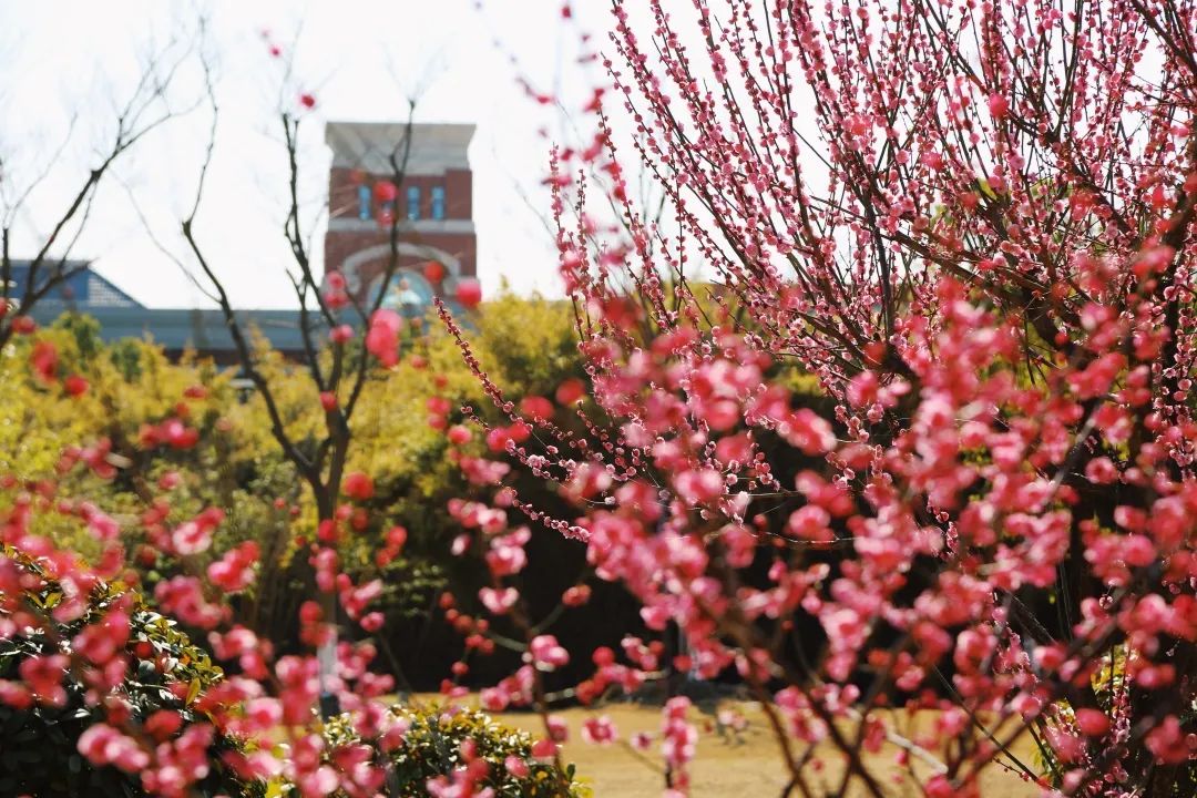 华政新增5个国家级和省级一流本科专业建设点！