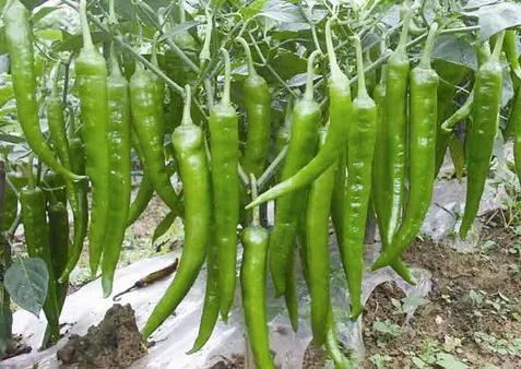 全国哪的辣椒最好吃-全国哪里的辣椒最好吃 - 114知识网