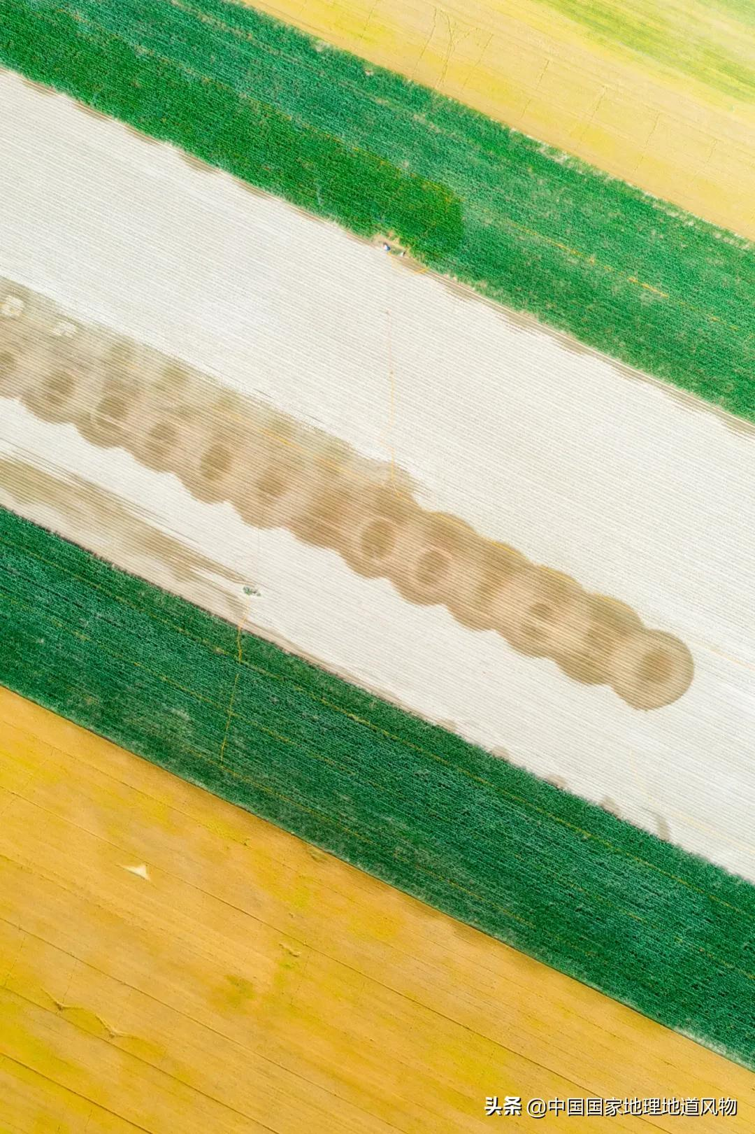 想不到！一粒小麦竟这样改变了中国