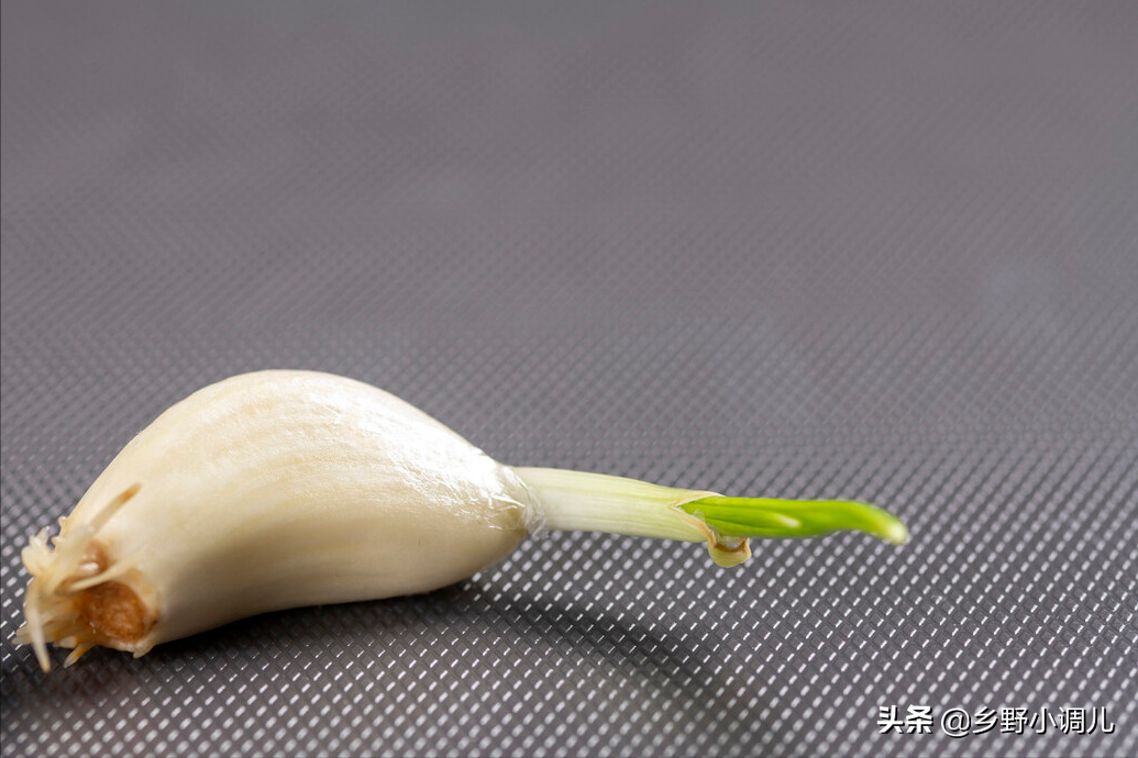 水培大蒜要剥皮吗（简单5步绿油油的蒜苗端上桌）