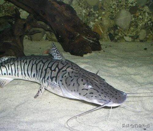 珠江钓起罕见“怪鱼”，真的价值5000元？别神化，它是外来物种