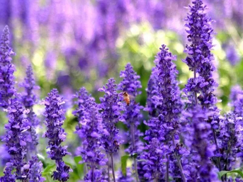 梦幻精灵一一紫蓝色的薰衣草(散文)