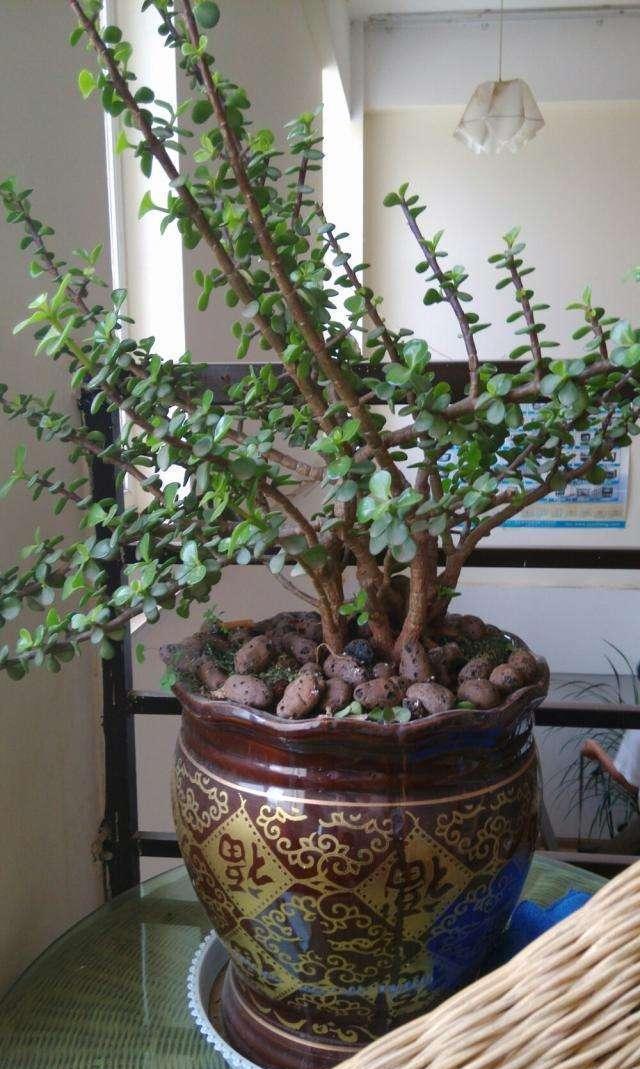 金枝玉叶花卉（金枝玉叶有6怕，难怪叶片哗哗掉，避开枝叶紧凑，二三年成老桩）