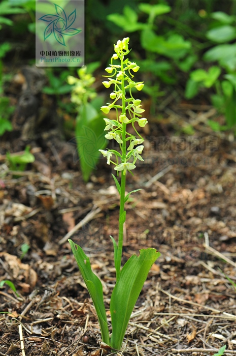 别名欧白及,蛇儿参