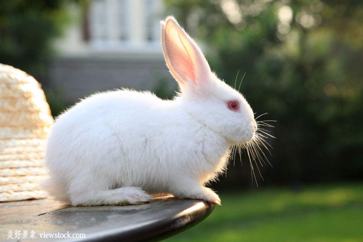 关于小白兔的美文(关于小白兔的美文小白兔长着一身雪白的毛)
