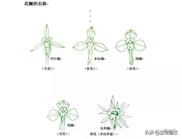 老手都不一定知道！兰花术语要点及鉴赏