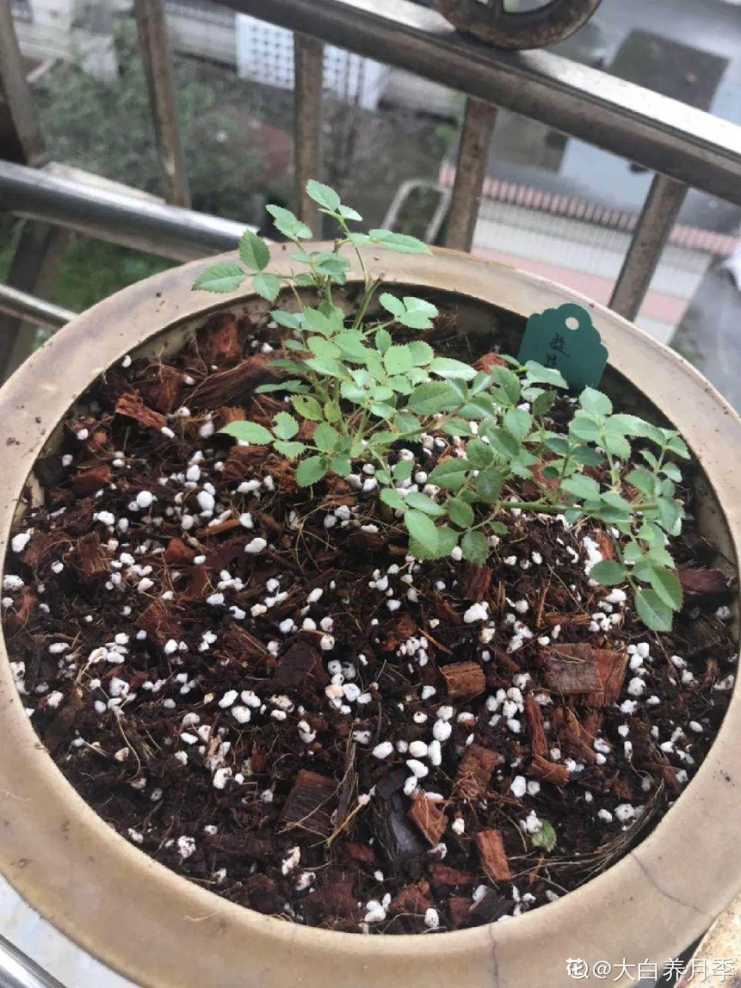 春天正施肥，氮磷钾肥别买了，自己在家就能做