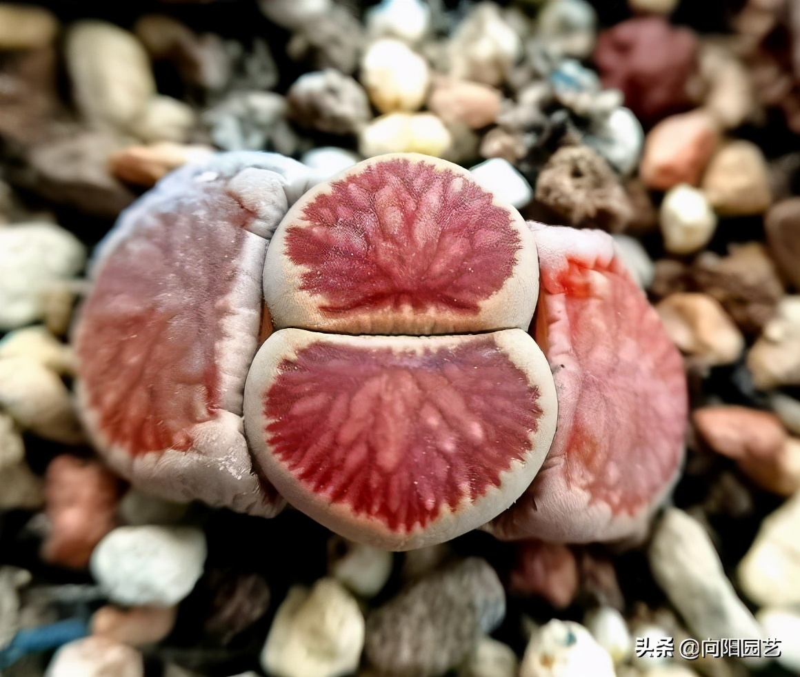 生石花的长大后的图片（生石花养护大全用砂石去养）