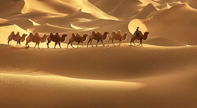 沙漠中的骆驼图片大全(额济纳胡杨林) - 赤虎壹号