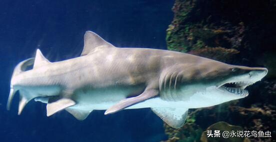 白鳍鲨能长多大(世界上10个最危险​的鲨鱼)