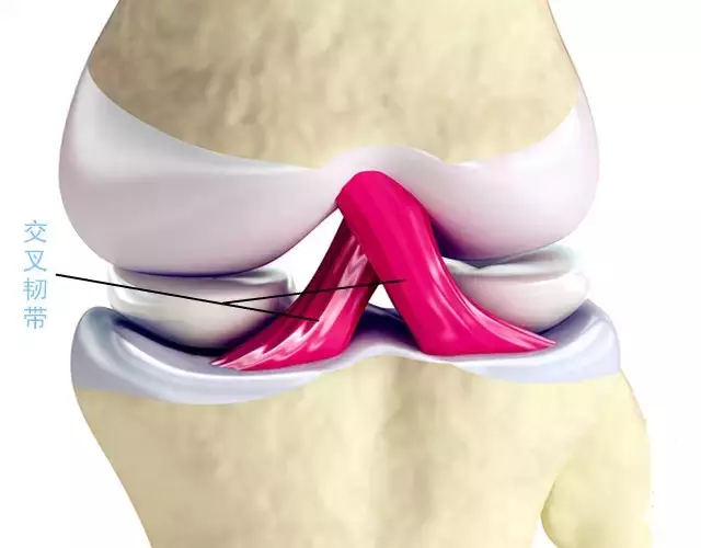 膝关节结构图,膝关节结构图高清
