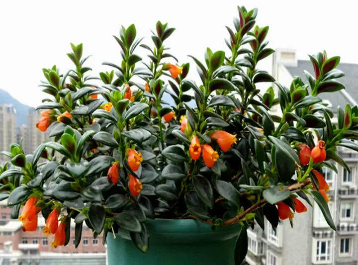 金鱼吊兰喜欢温暖湿润的环境,害怕干燥烈日