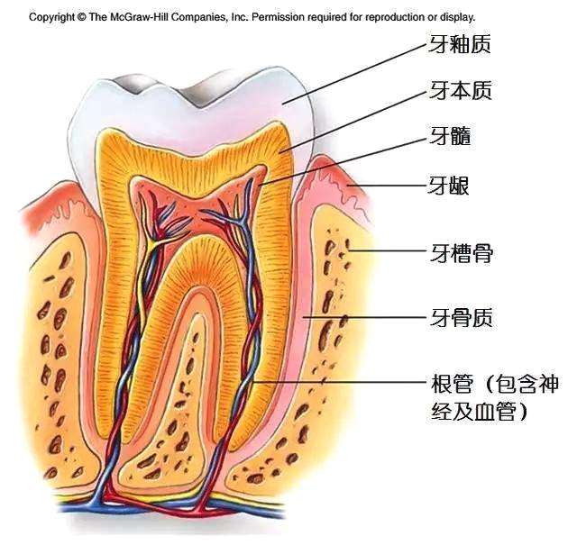 为什么会牙齿敏感？当你牙齿冷热酸甜疼痛时，应该怎么办？
