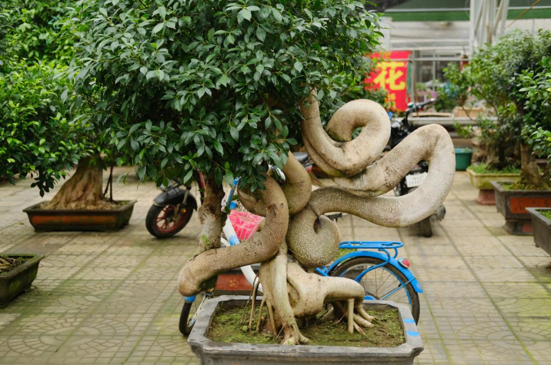 中国6大花市,全国最大的花卉批发市场介绍