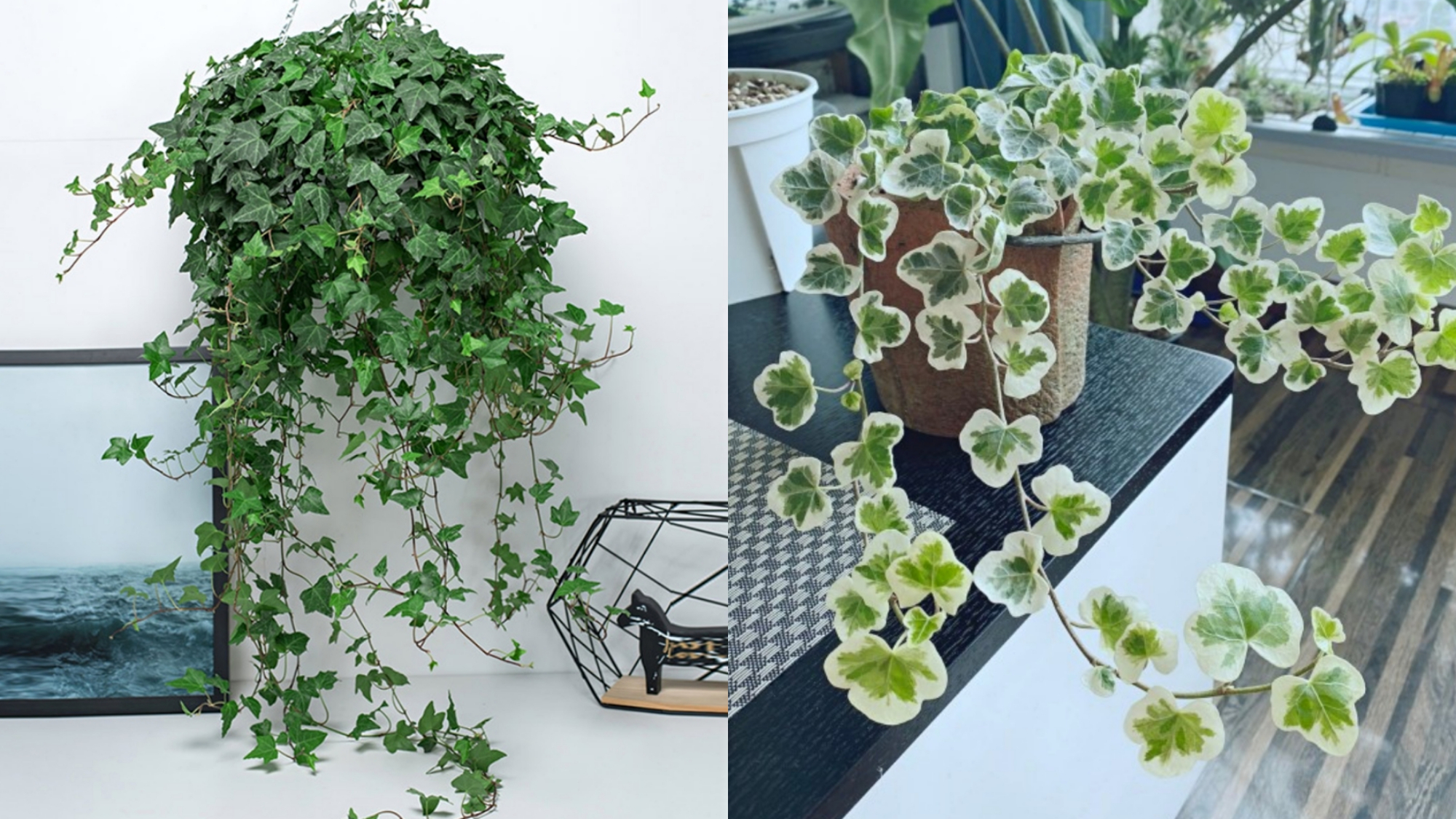 常青藤也是一种净化能力超强的观叶植物,叶片像枫叶一样,十分的独特