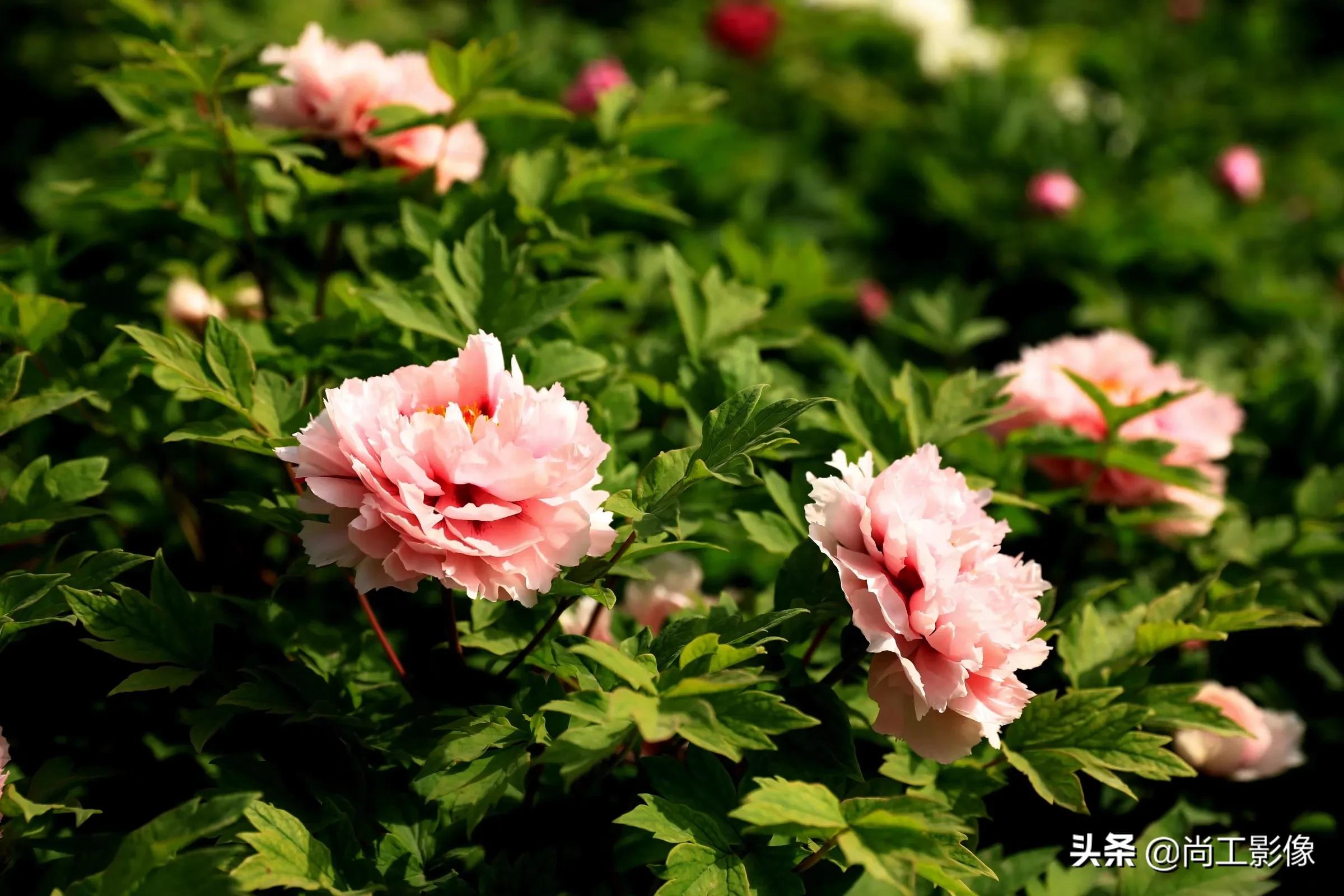 阳春三月,百花次第开放,作为百花之王的牡丹,更是不会缺席春天,不急不