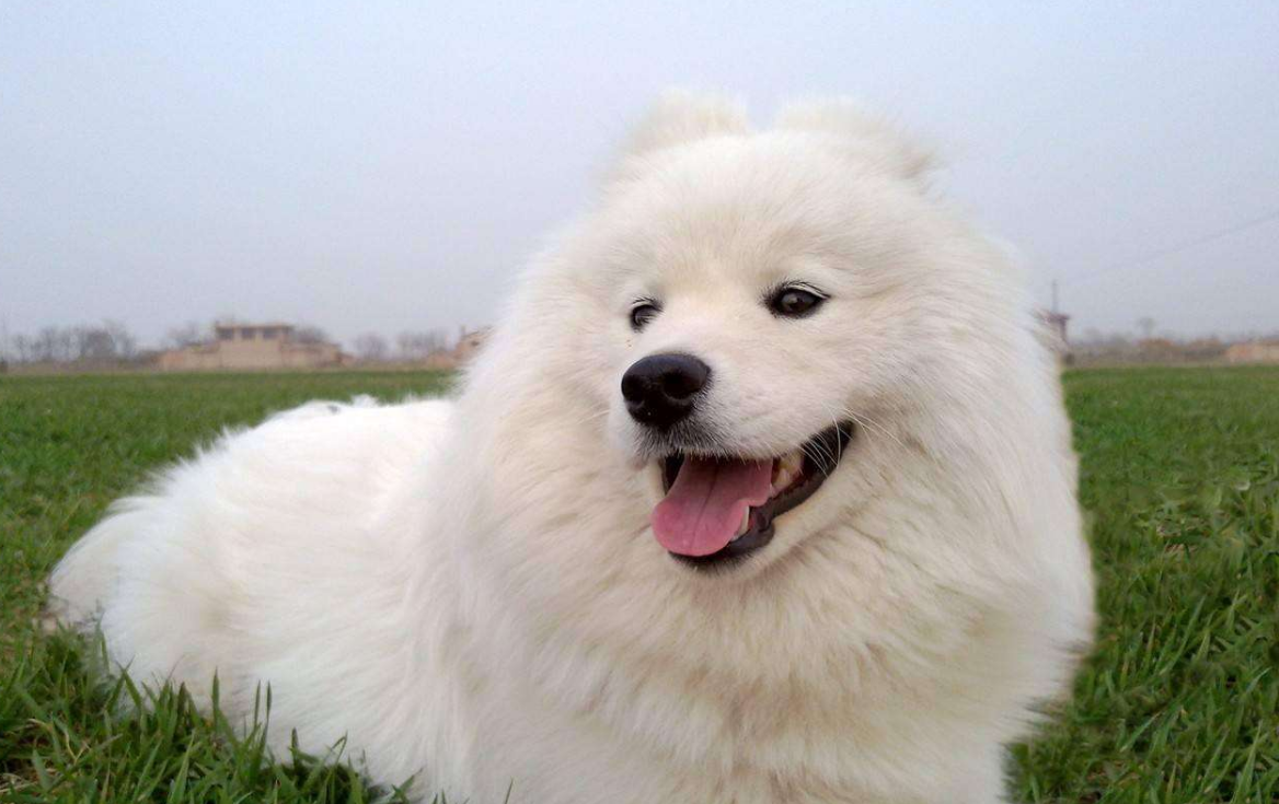 对人们都是热情以待,不过萨摩耶没有成年的时候也是个捣蛋鬼,建议宠主