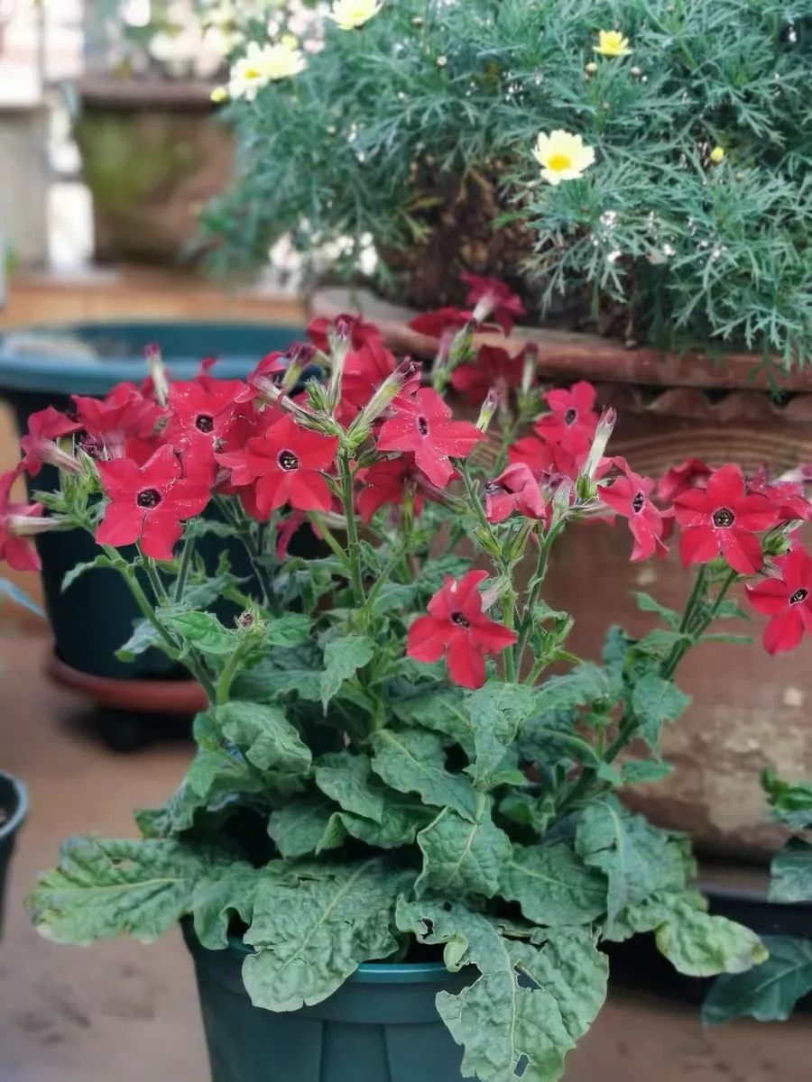 花烟草是一年生还是多年生（在阳台适合新手种植的花卉）