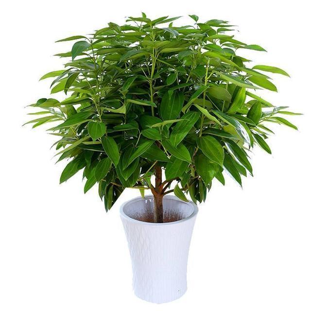朋友搬家送什么植物寓意好（乔迁送什么绿植寓意好）