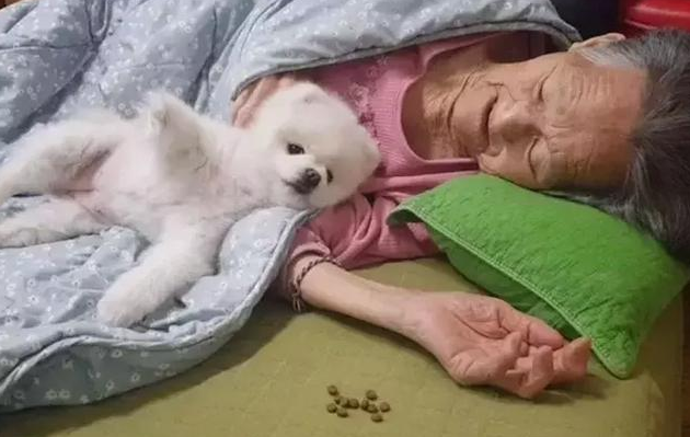 最通人性的动物排行榜：哪些动物最懂人心？