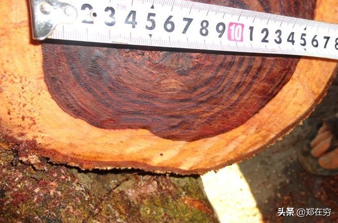 干货 / 红木香气排行榜上的“十大金钗”，你都见过吗？