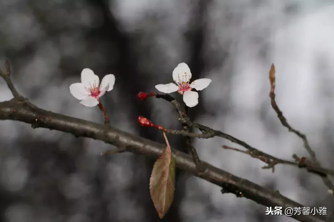 做人应如梅:不争不显不露,只为自己静静绽放