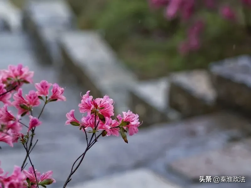 春风十里，秦淮等你 | 春意浓浓，门东又见映山红