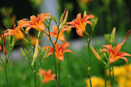 忘忧草是什么（特别适合农家小院栽培花朵还能当菜肴）