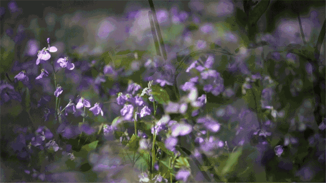 “海淀北部国际学校”引热议，清华附体系再添新校