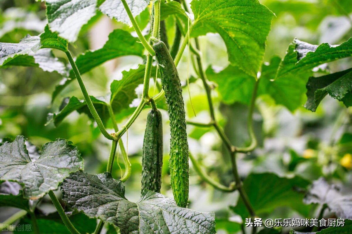 减肥期控糖很重要，6种低糖蔬菜要多吃，维C含量高，低脂又营养