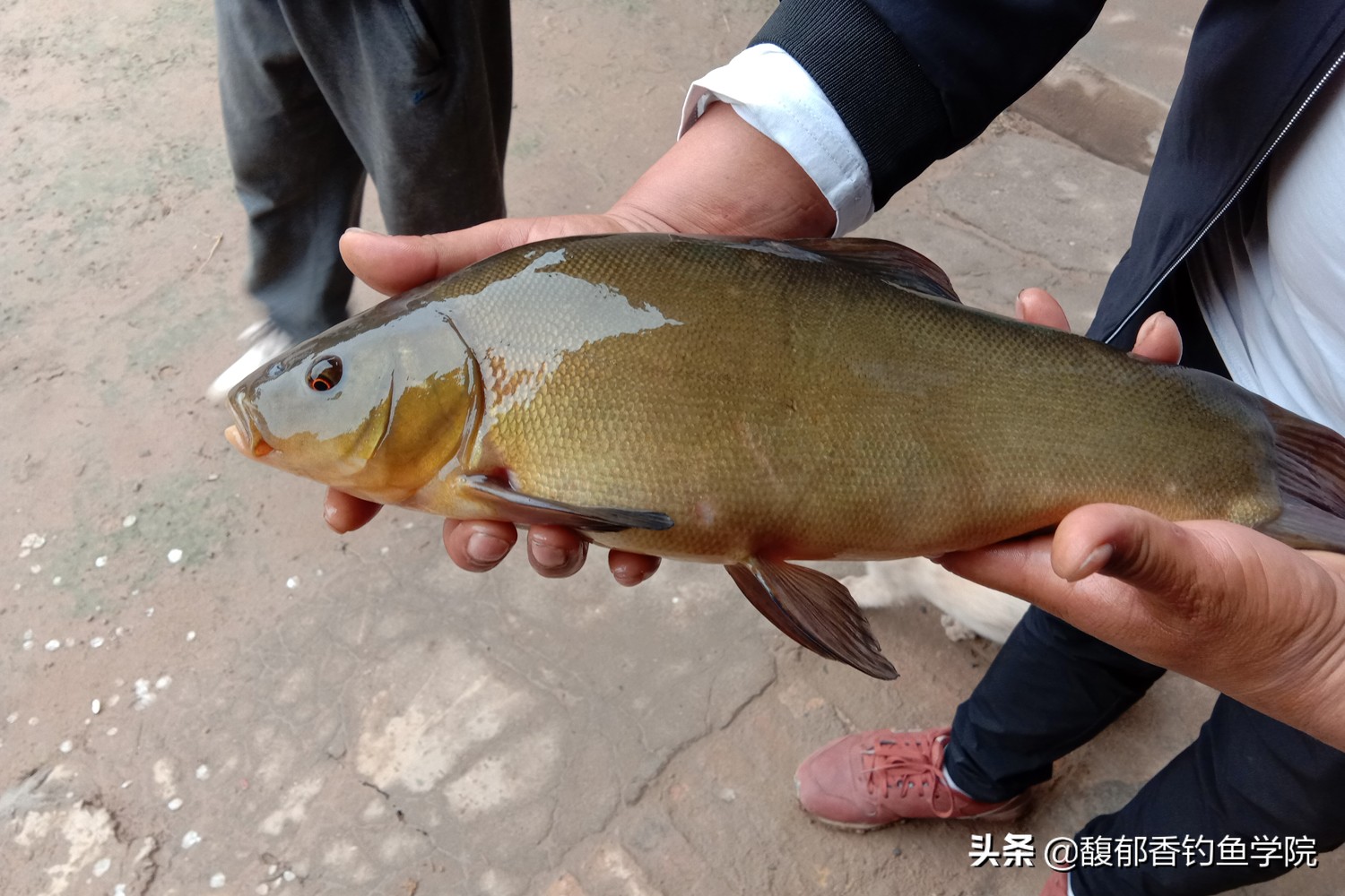 丁桂鱼吃什么食物（丁桂鱼的摄食习性和垂钓方法）