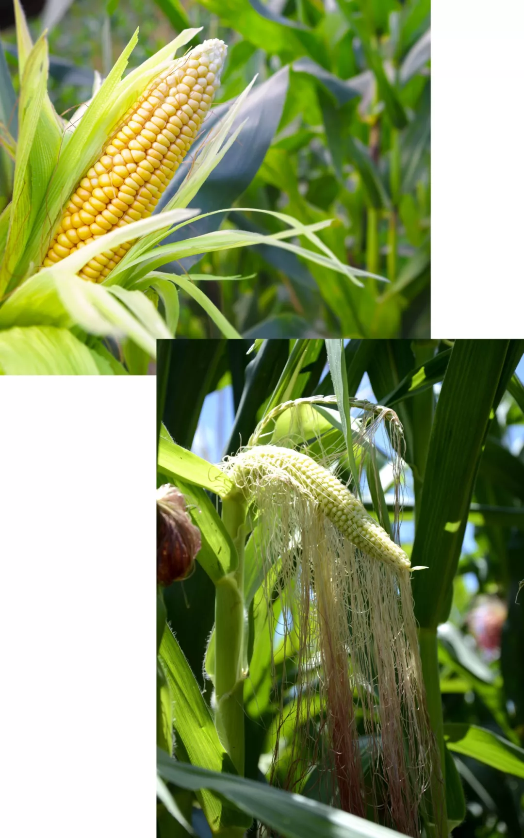 田野畅想曲 | 马顺先的玉米写生