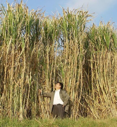 一年收割8次，種一次可以收割15年，巨菌草真的能發(fā)家致富嗎？