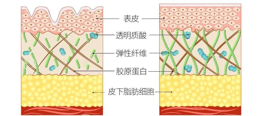 抗老护肤成分对比分析：维A酸、多肽、VC和玻色因，谁最有效？