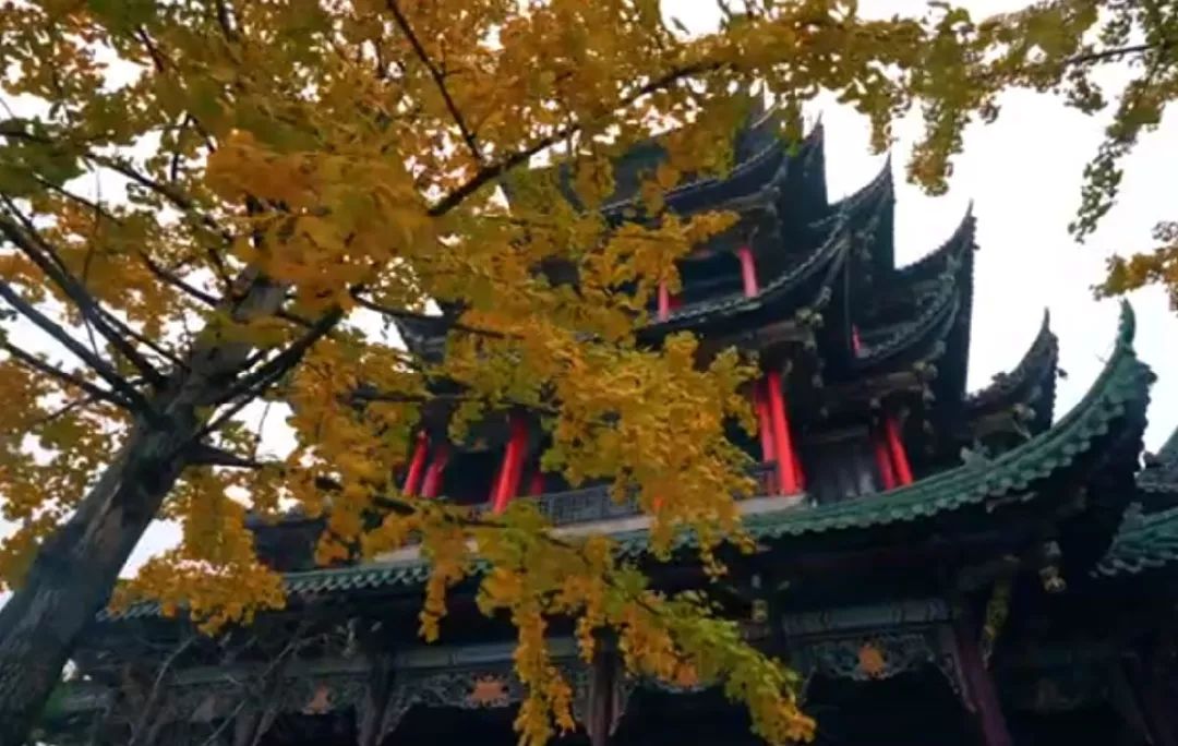 银杏黄了！重庆主城赏银杏好去处大盘点！公交轻轨直达