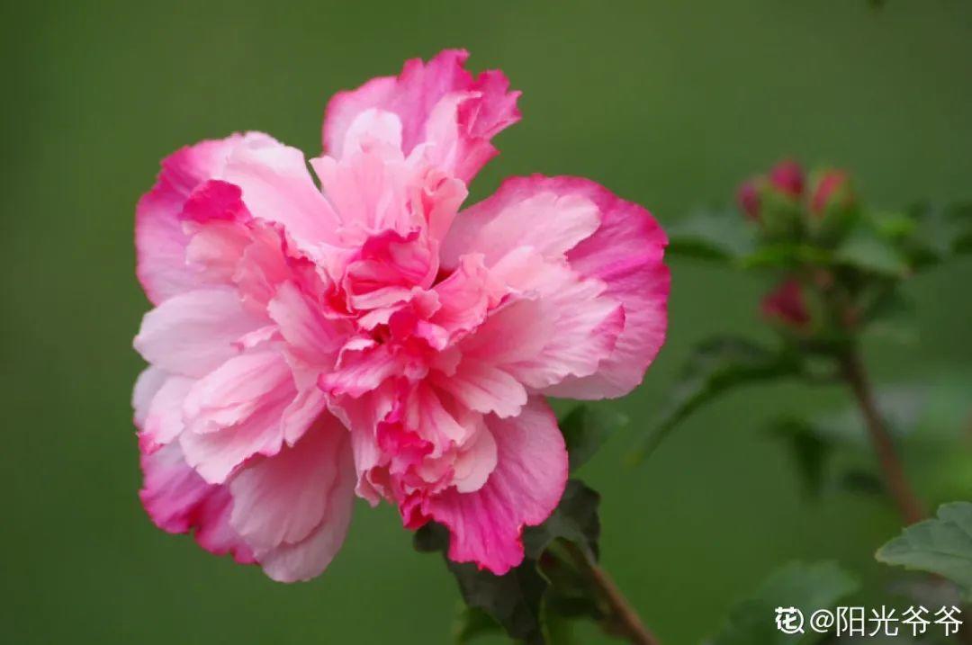 花期长的花有哪些（15种花花期超长能开到明年的花）