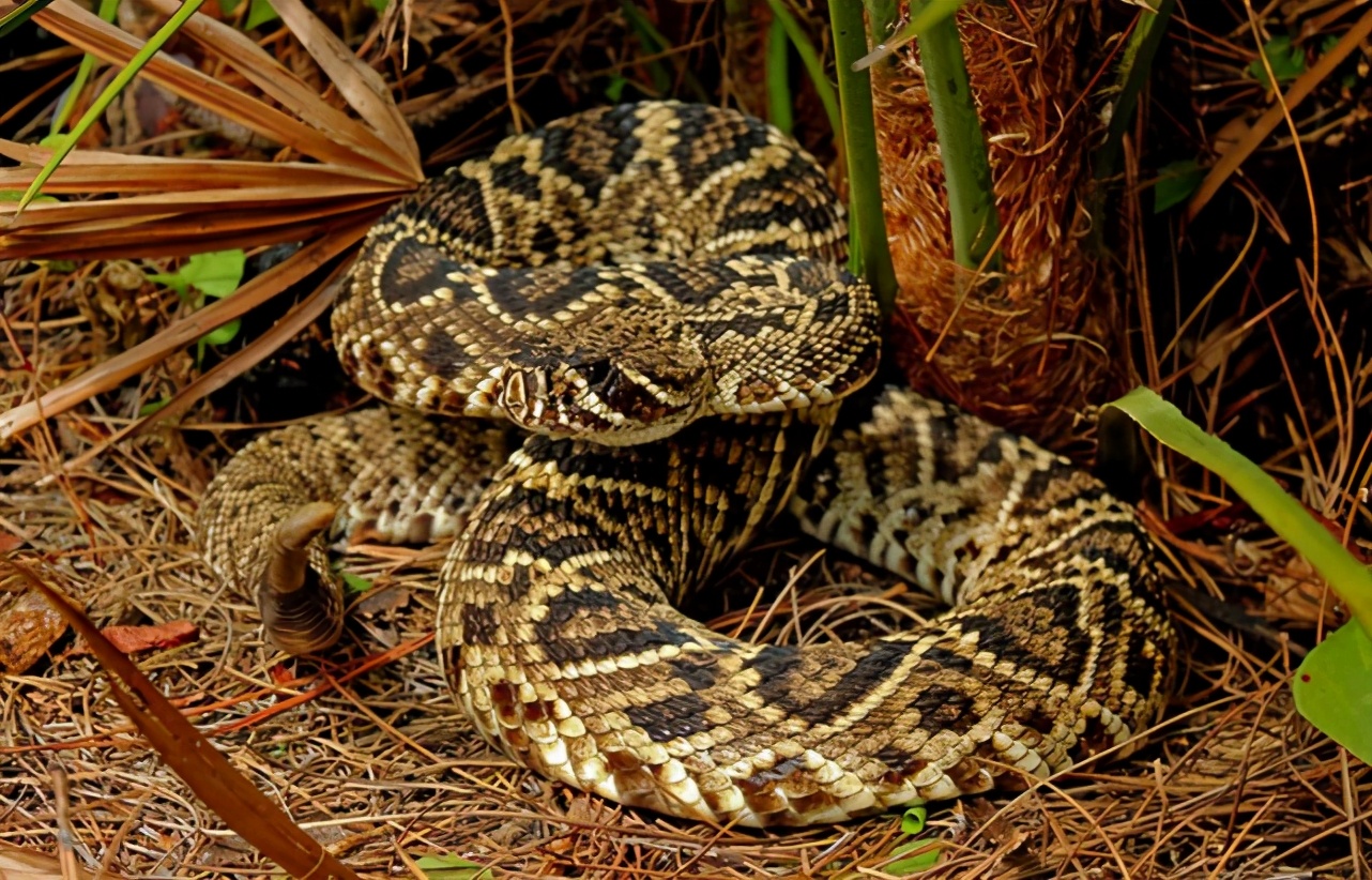 中国发现最大的蛇(中国历史上最大的蛇) - 泉兴百科