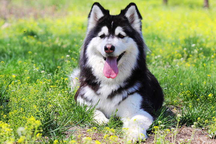 大型狗狗品种大全及图片(这6种狗) - 赤虎壹号