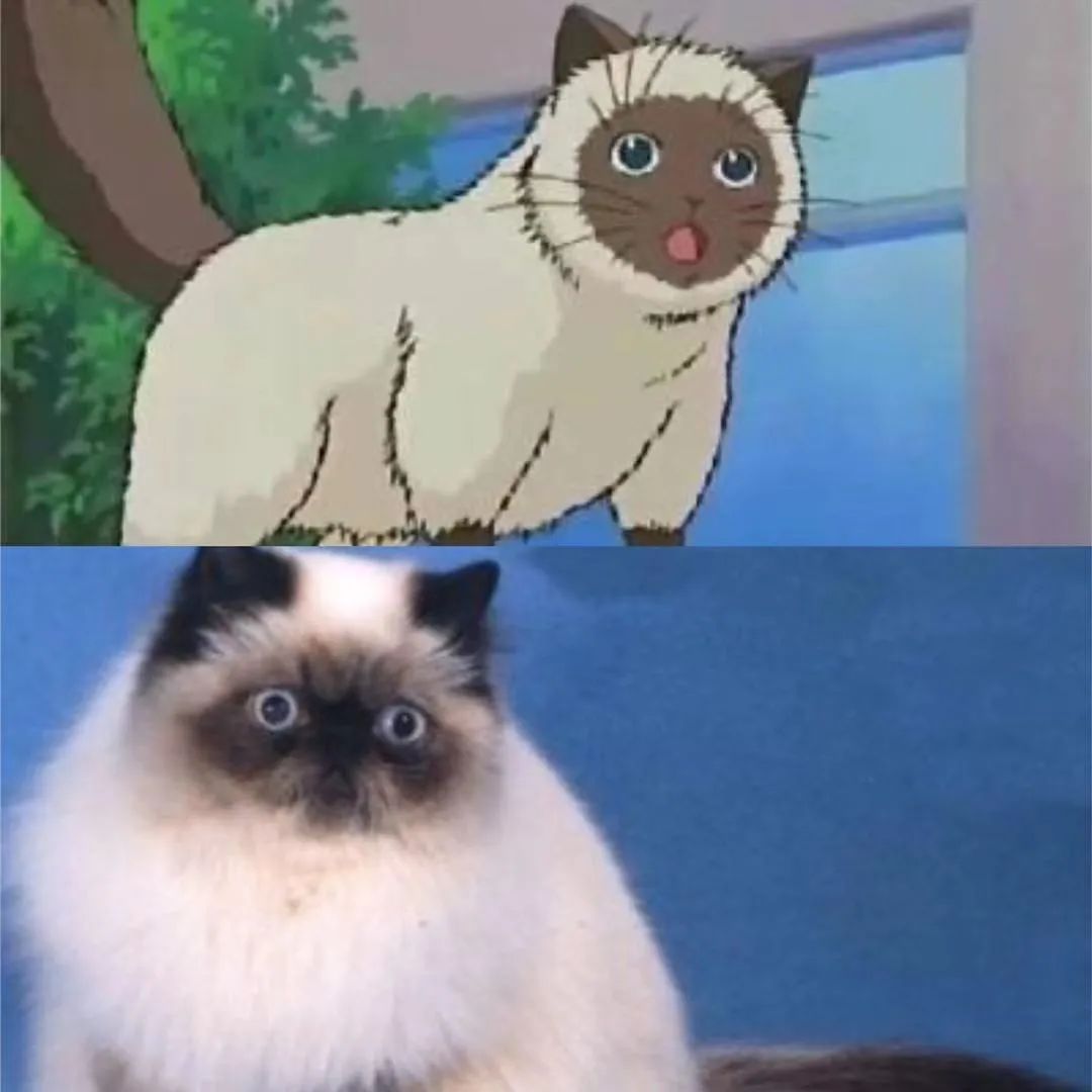 盘点那些经典动漫里的猫咪!它们的品种你都猜对了没?