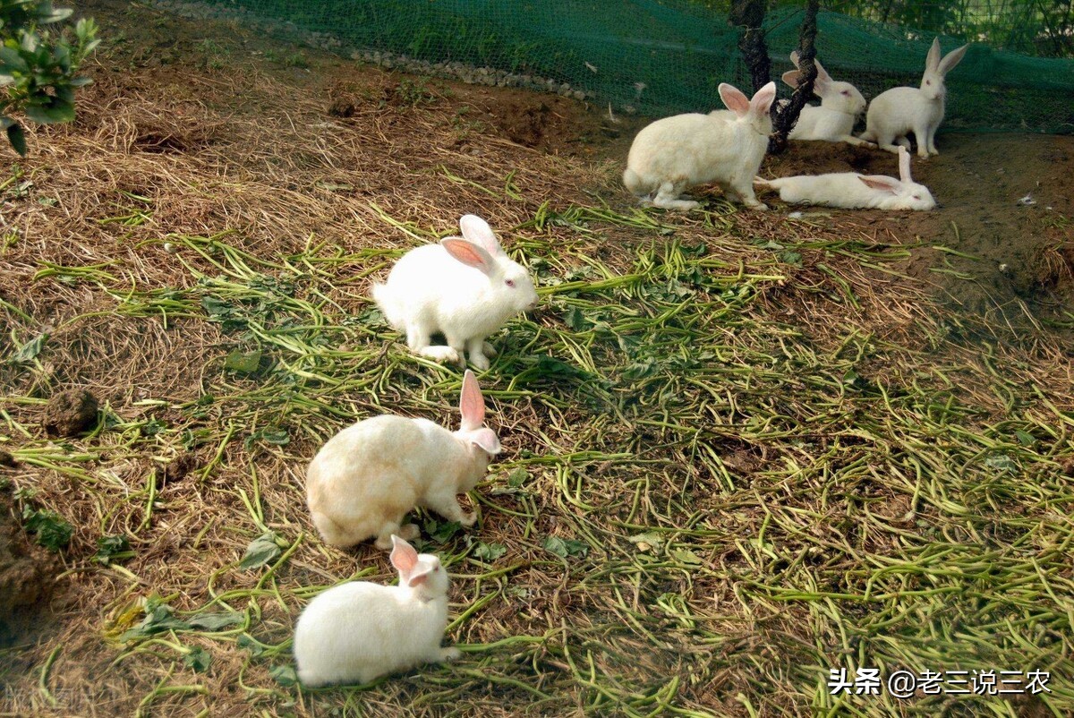 这个网红品种涨跌起伏不易游娱乐城- YY易游体育官方网站- 易游体育APP休许多养殖户也是应接不暇你还看好它吗？