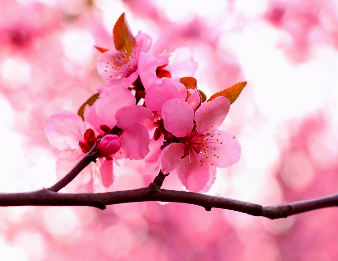 往后余生，做一个“聋哑”人，三不问