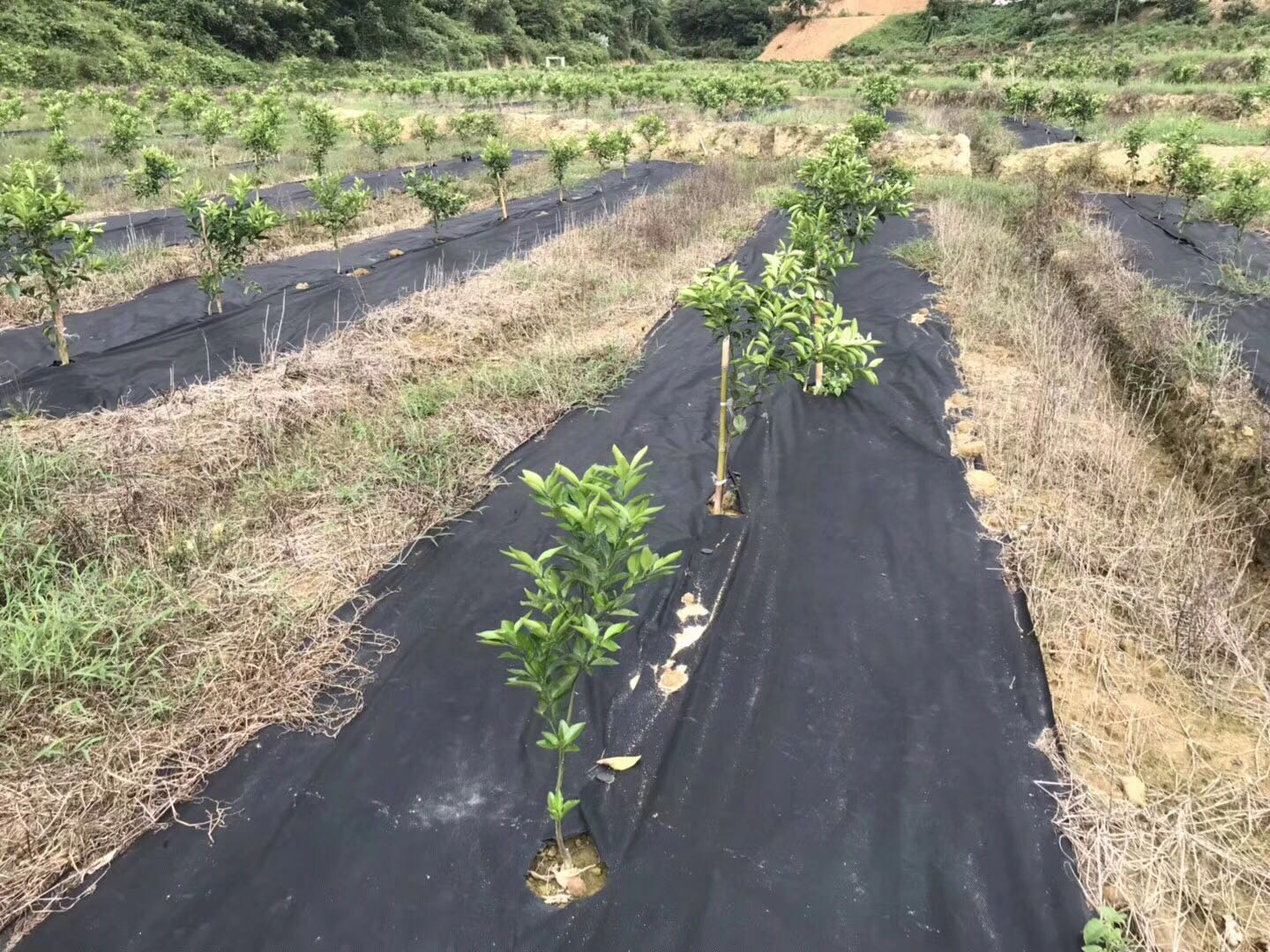 这些年使用过防草布的人到底节约了多少成本