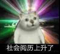 憨憨猫表情包合集