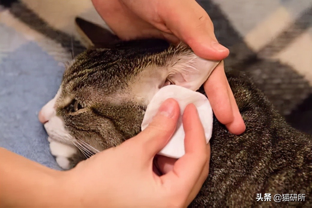 别再瞎用药了！猫咪耳螨，治疗真的很简单