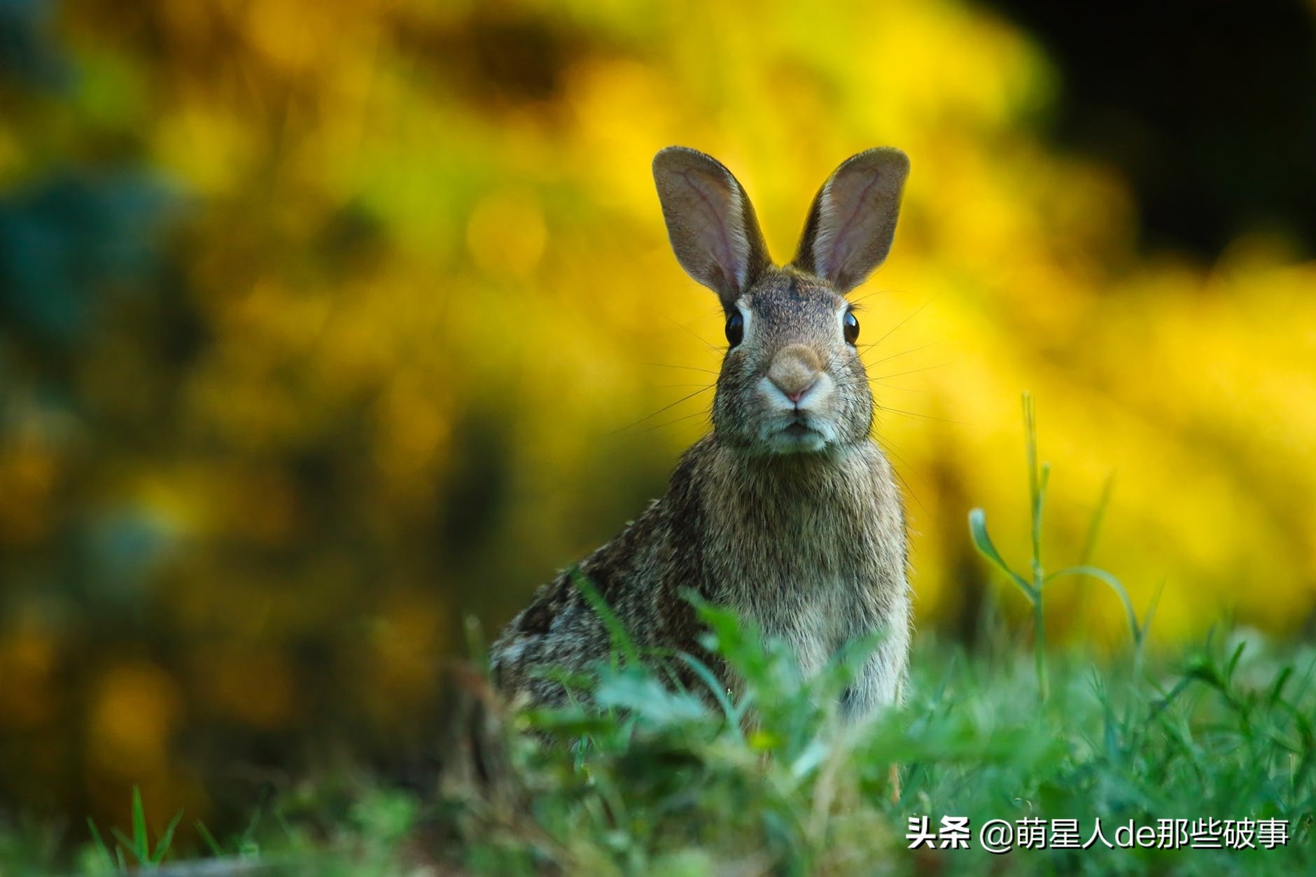 兔子能洗澡吗太臭了（分享新手的正确养兔指南）