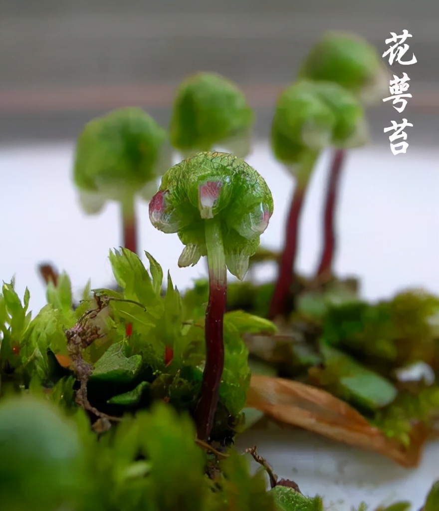 苔藓植物图片（小编带你盘点四十种苔藓植物）