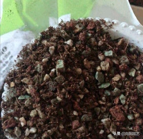 养多肉,哪种土最好用?“配土妙招”千千万,自己搭配最实用